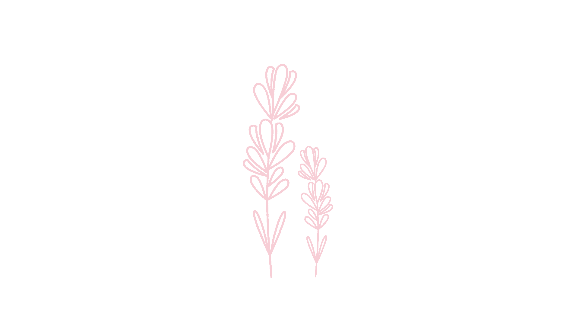 lavender.gif